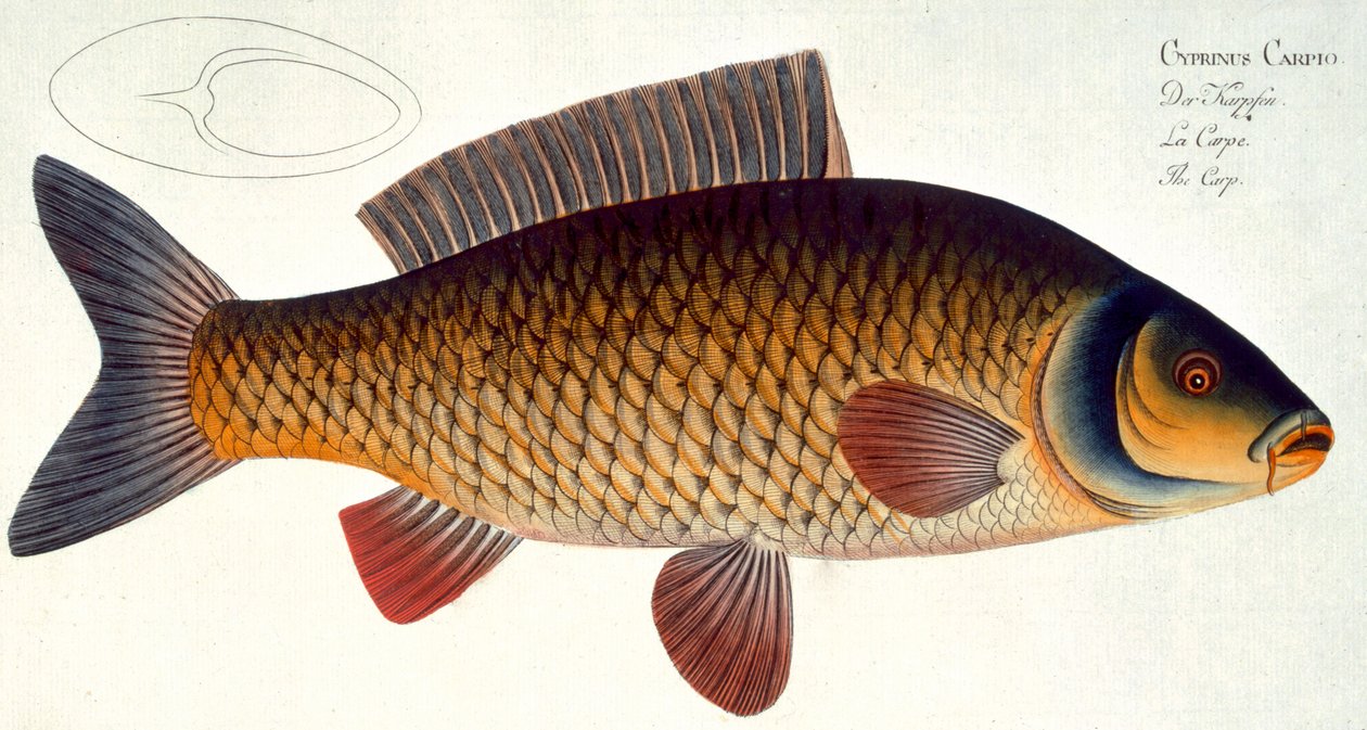 Karpe (Cyprinus Carpio) plate XVI fra 