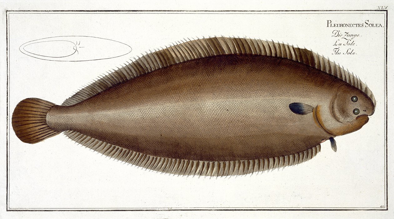 Dover Sole (Solea Solaea) plate XLV fra 'Ichthyologie, ou histoire naturelle generale et particuliere des poisson', av Marcus Elieser Bloch (1723-99), gravert av Gabriel Bodenehr (1673-1766), publis. av Andreas Ludwig Kruger