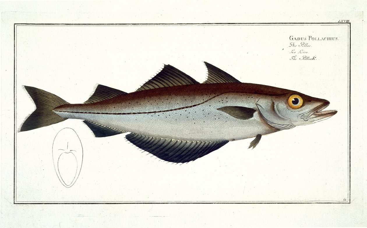 Pollack (Pollachius pollachius) plate LXVIII fra 'Ichthyologie, ou histoire naturelle generale et particuliere des poisson', av Marcus Elieser Bloch (1723-99), gravert av Gabriel Bodenehr (1673-1766) av Andreas Ludwig Kruger