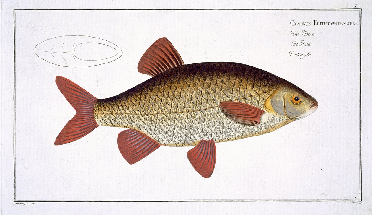 Red Carp (Cyprinus Erithrophthalmus) plate I fra 