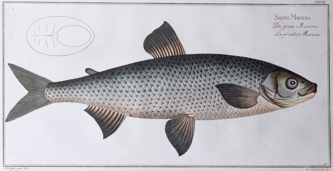 Laks: pub. av Black, ca. 1790 (trykk) av Andreas Ludwig Kruger