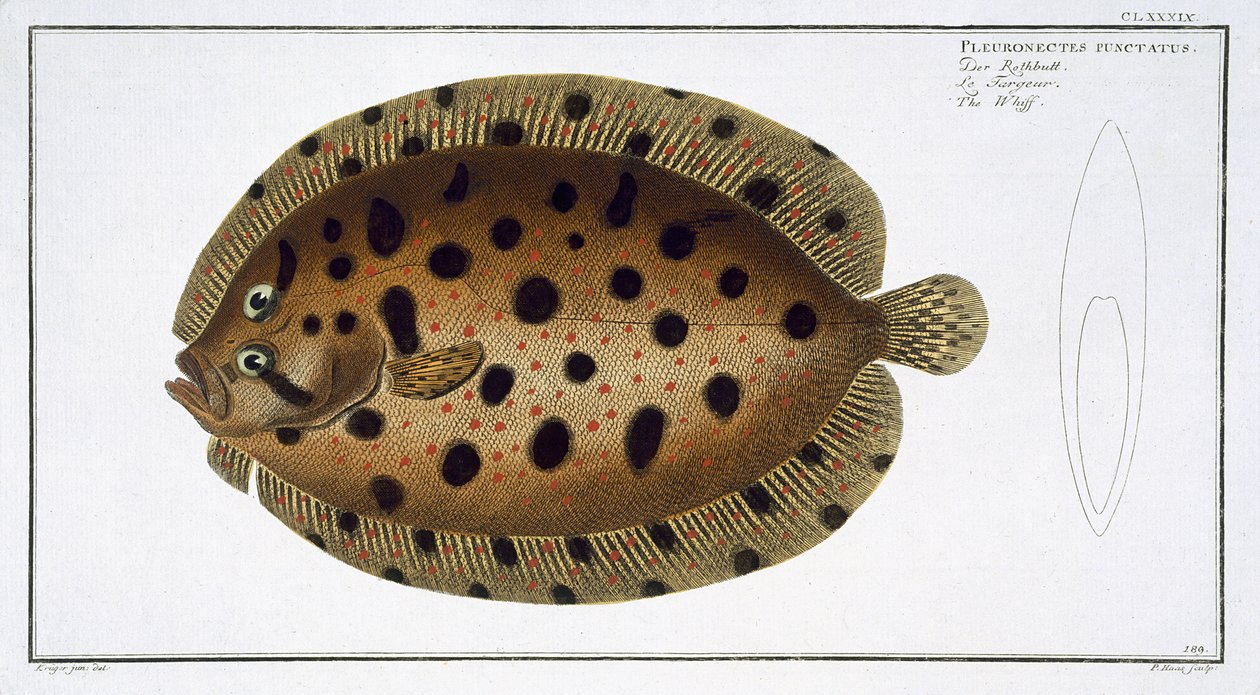 The Whiff (Pleuronectus Punctatus) plate CLXXXIX fra 