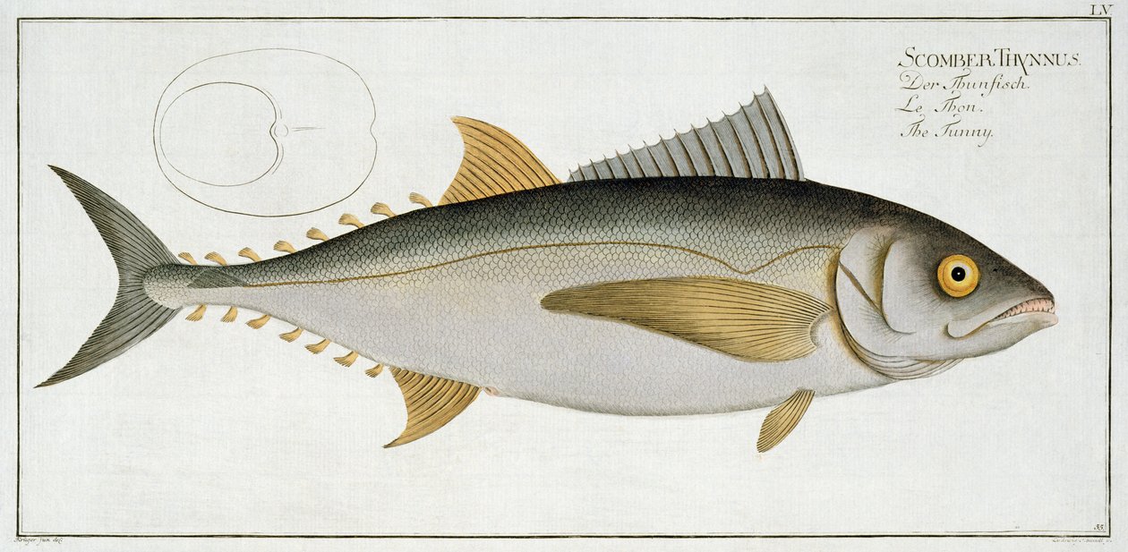 Tunfisk (Scomber Thynnus) plate LV fra 