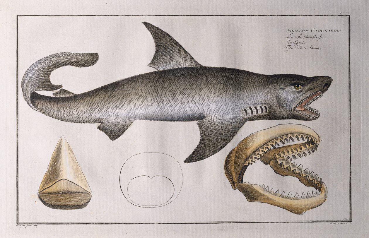 White Shark: pub. av Black, ca. 1790 av Andreas Ludwig Kruger