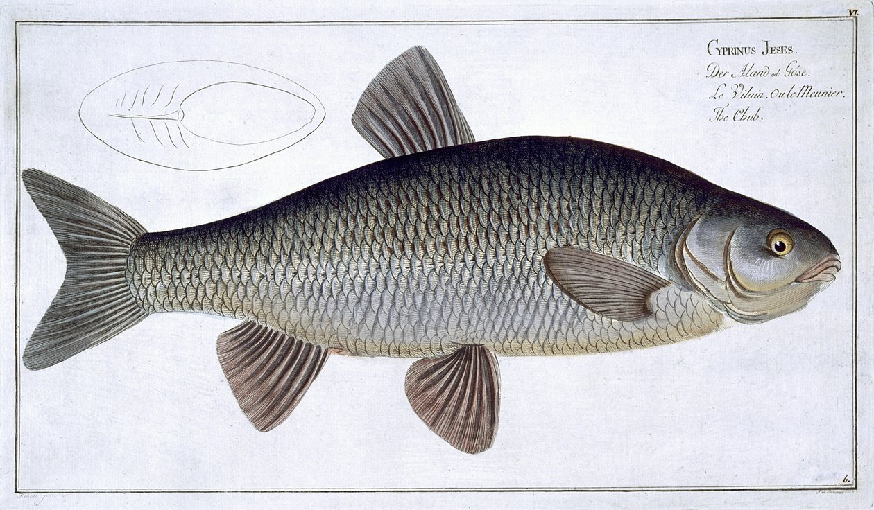 Chub (Cyprinus Jeses) plate VI fra 