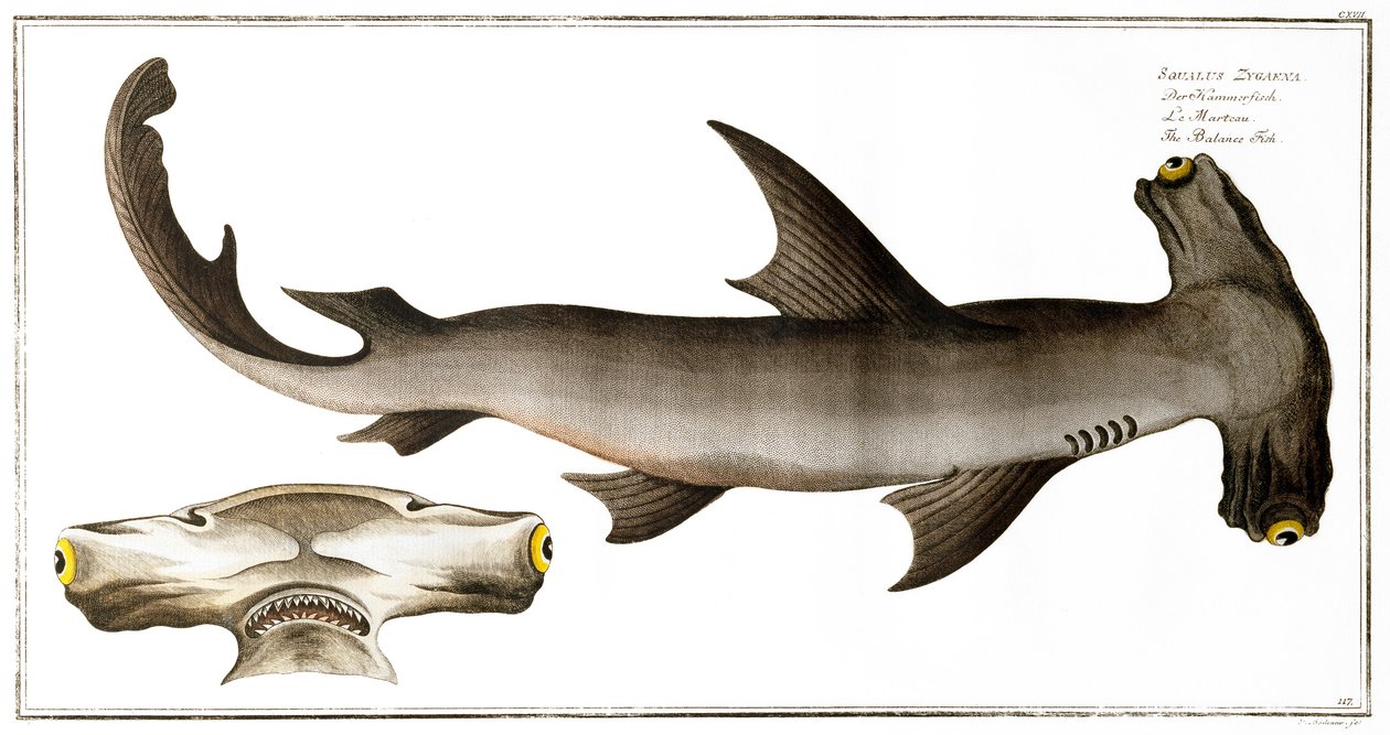 Hammerhead Shark (Balance Fish), utgitt av Black, ca. 1790 (trykk) av Andreas Ludwig Kruger