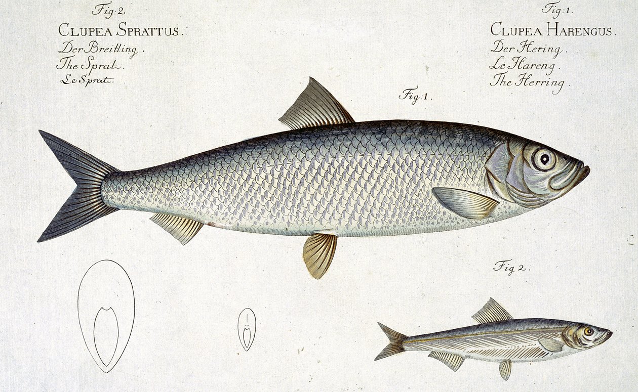 Sild (Clupea Harengus) (fig. 1) og brisling (Clupea Sprattus) plate XXIX fra 