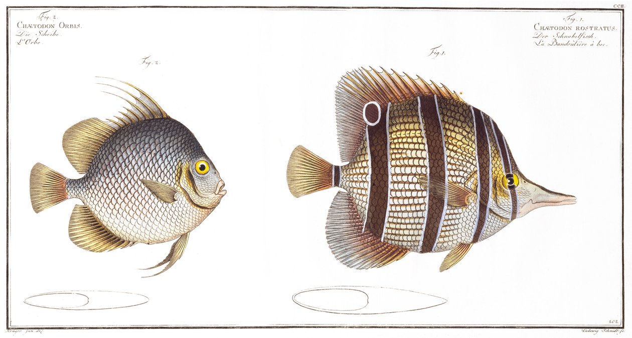 Orb fish: and Billed fish, utgitt av Black, ca. 1790 (trykk) av Andreas Ludwig Kruger
