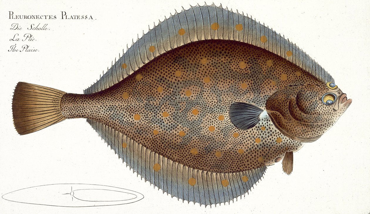 Rødspette (Pleuronectes Platessa) tallerken XLII fra 