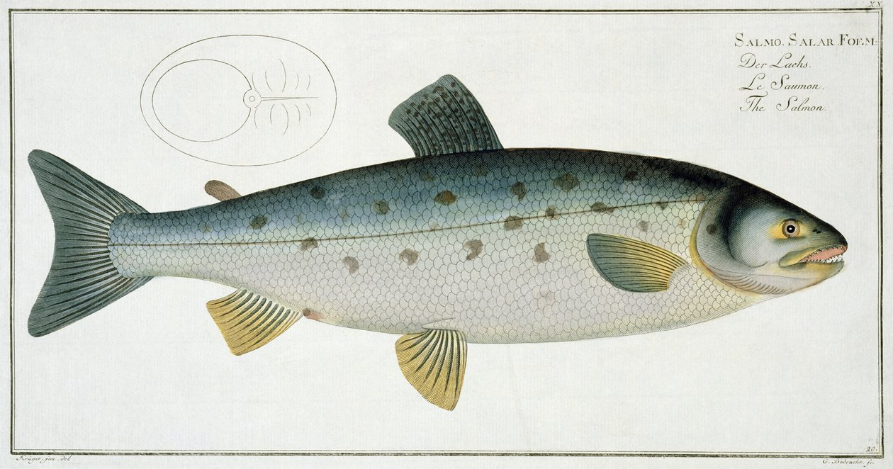 Salmon (Salmo Salar) tallerken XX fra 