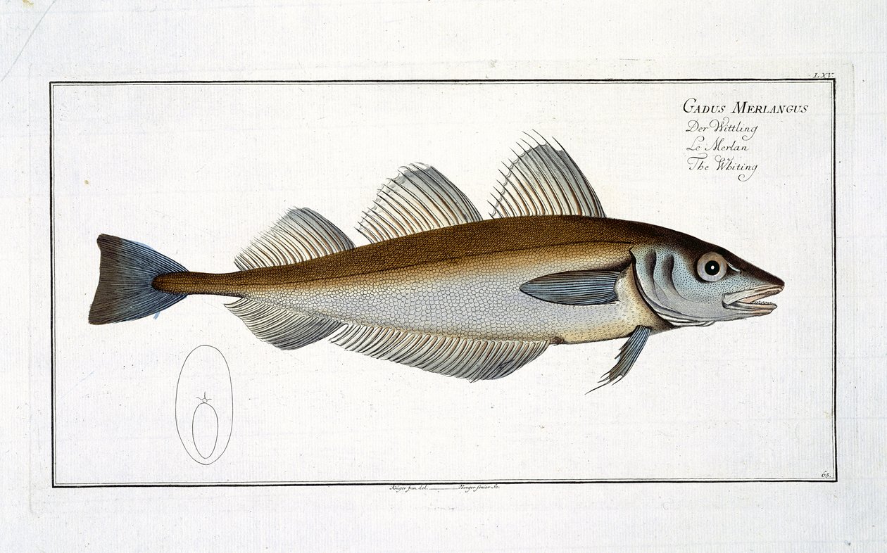 Hvitting (Gadus Merlangus) plate LXV fra 