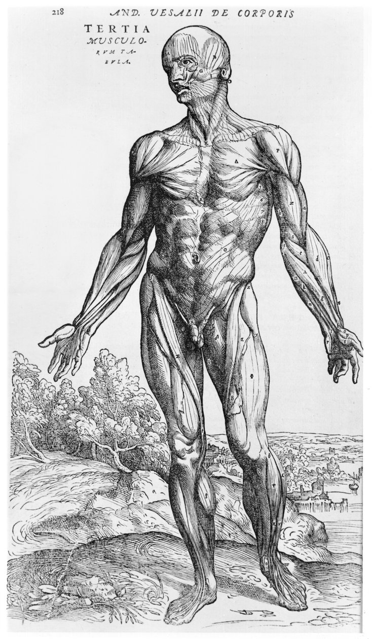 Anatomisk studie, illustrasjon fra 