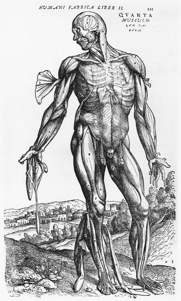 Anatomisk studie, illustrasjon fra 