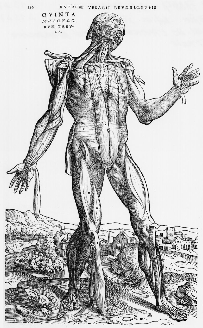 Anatomisk studie, illustrasjon fra 