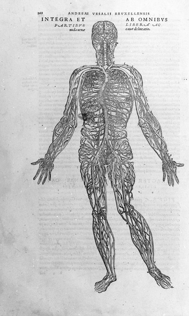 Andrea Vesalio (1514 - 1564), lege til Charles V av Andreas Vesalius