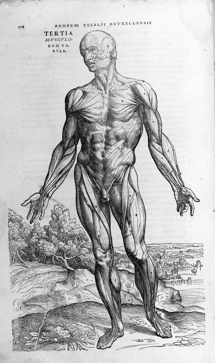 Andrea Vesalio (1514 - 1564), lege til Charles V av Andreas Vesalius
