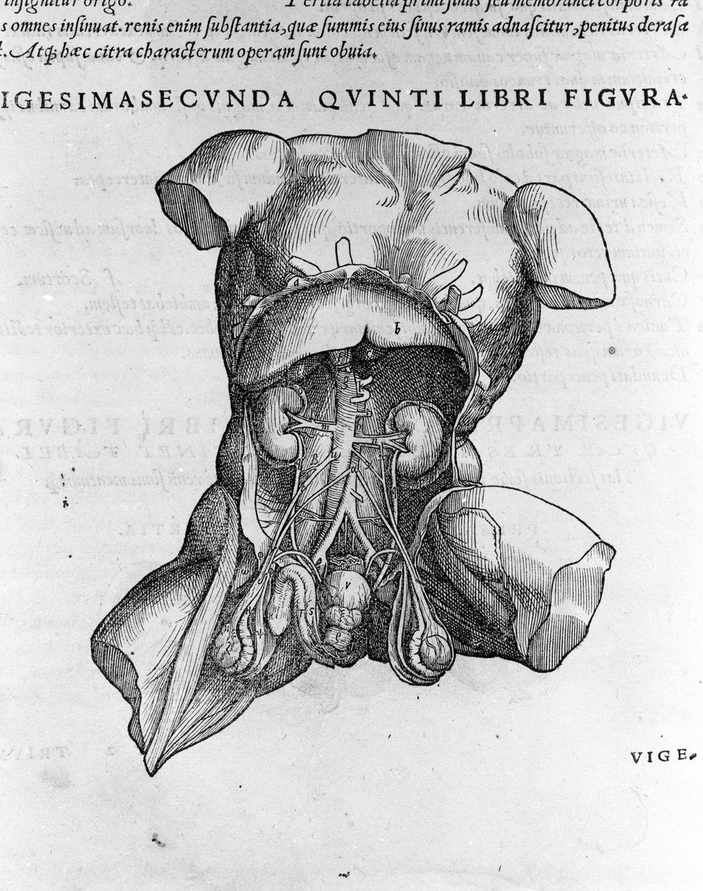 Andrea Vesalio (1514 - 1564), lege til Charles V av Andreas Vesalius