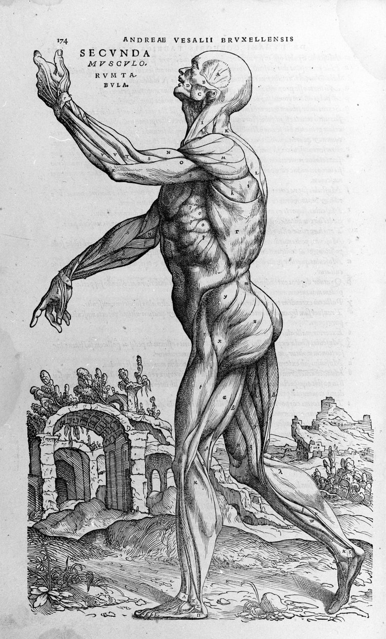 Andrea Vesalio (1514 - 1564), lege til Charles V av Andreas Vesalius