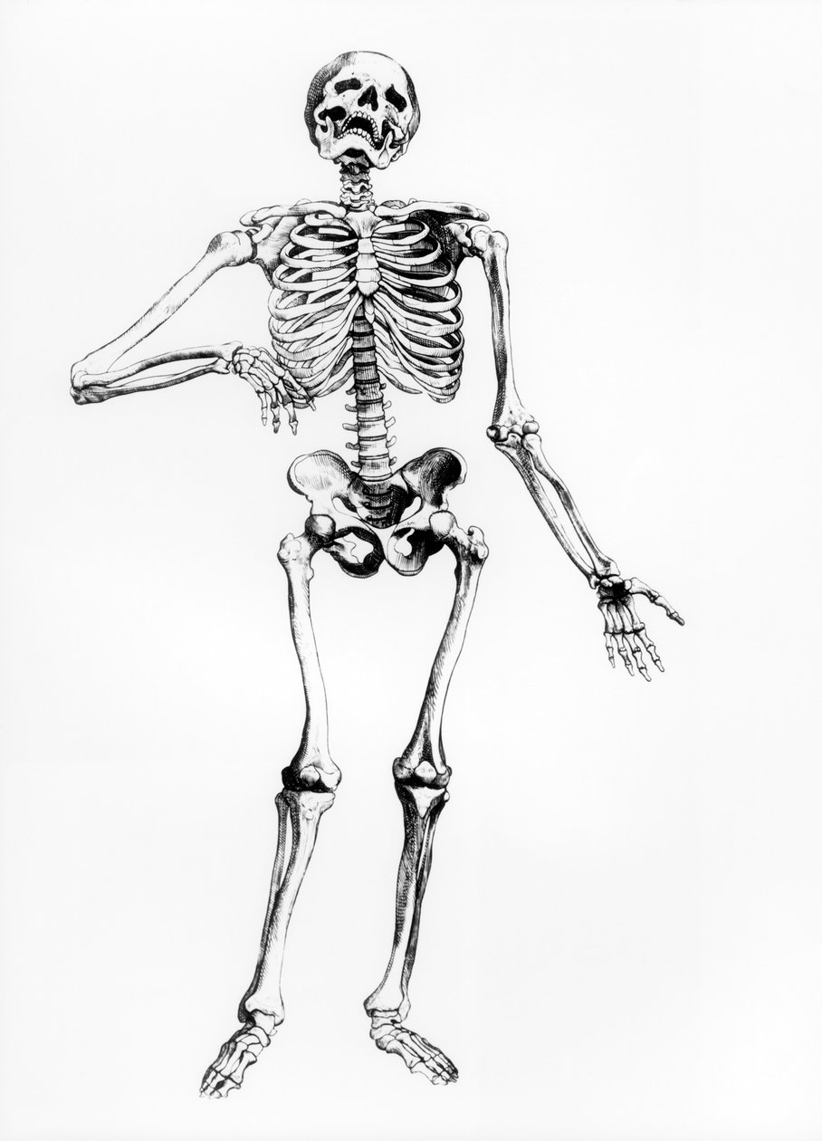 Menneskelig skjelett av Andreas Vesalius