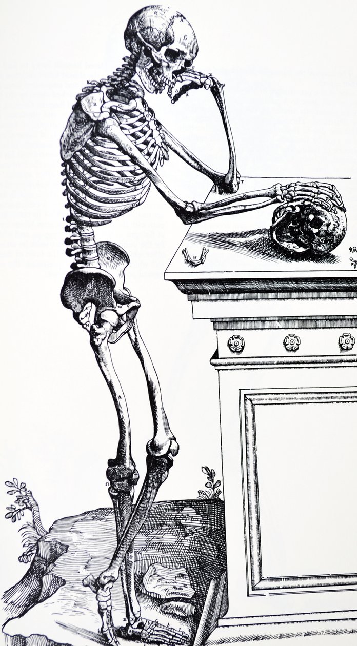 Menneskeskjelett med hodeskalle i hånden. Fra "De Humani Corporis Fabrica" av Vesalius. Mulig vedhogger: Jan von Calcar av Andreas Vesalius