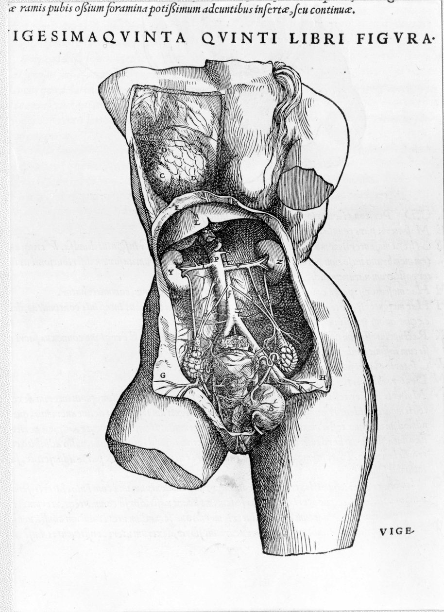Plate hentet fra avhandlingen De "Humani Corporis Fabrica libri septem"" av André Vésale (1514-1564), nederlandsk anatom (på latin: Andrea Vesalius, på nederlandsk: Andries Van Wesel). Basel 1543. av Andreas Vesalius
