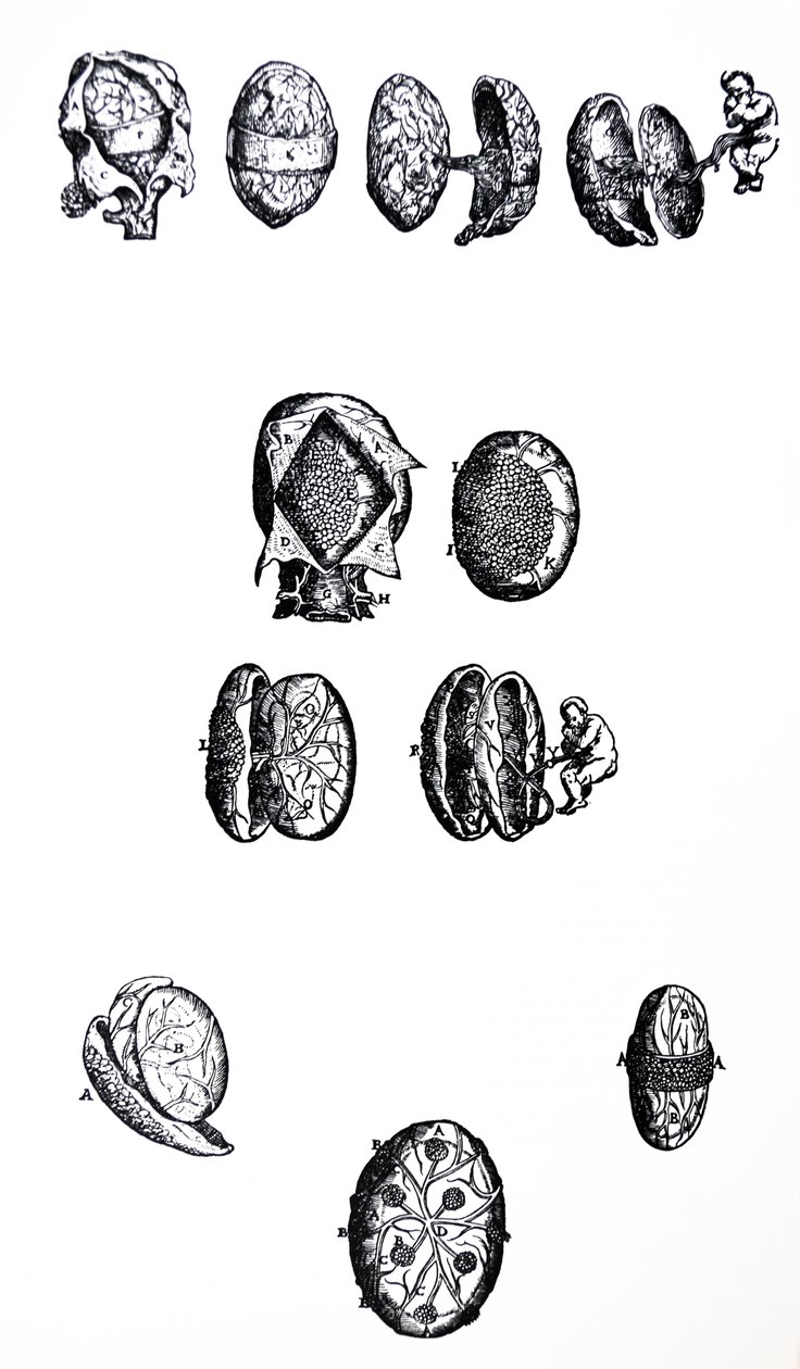 Platene fra den femte boken til De Humani Corporis Fabrica av Andreas Vesalius