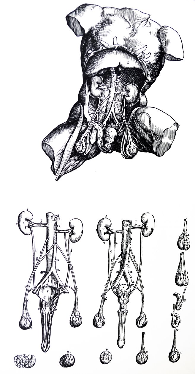 Platene fra den femte boken til De Humani Corporis Fabrica av Andreas Vesalius