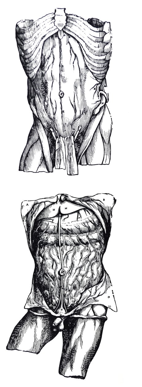 Platene fra den femte boken til De Humani Corporis Fabrica av Andreas Vesalius