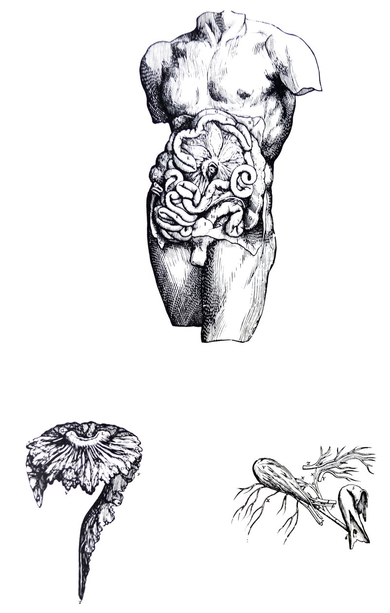 Platene fra den femte boken til De Humani Corporis Fabrica av Andreas Vesalius