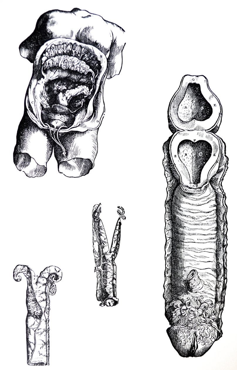 Platene fra den femte boken til De Humani Corporis Fabrica av Andreas Vesalius