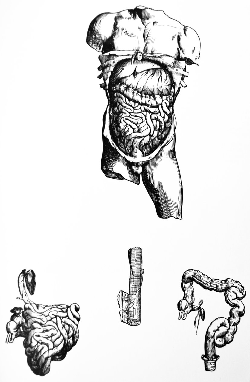 Platene fra den femte boken til De Humani Corporis Fabrica av Andreas Vesalius