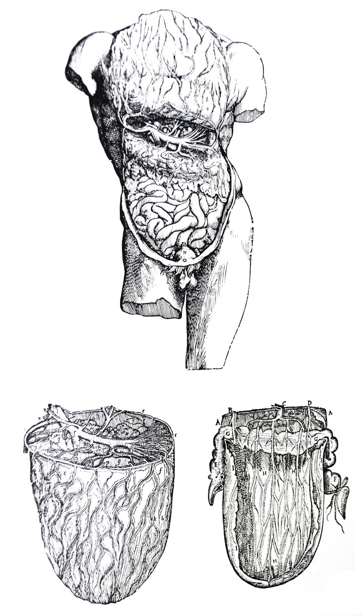 Platene fra den femte boken til De Humani Corporis Fabrica av Andreas Vesalius