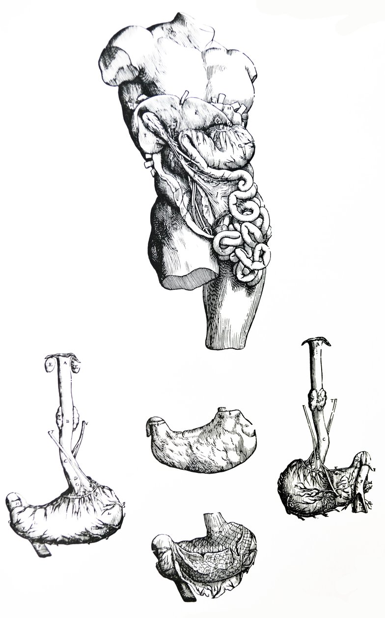 Platene fra den femte boken til De Humani Corporis Fabrica av Andreas Vesalius