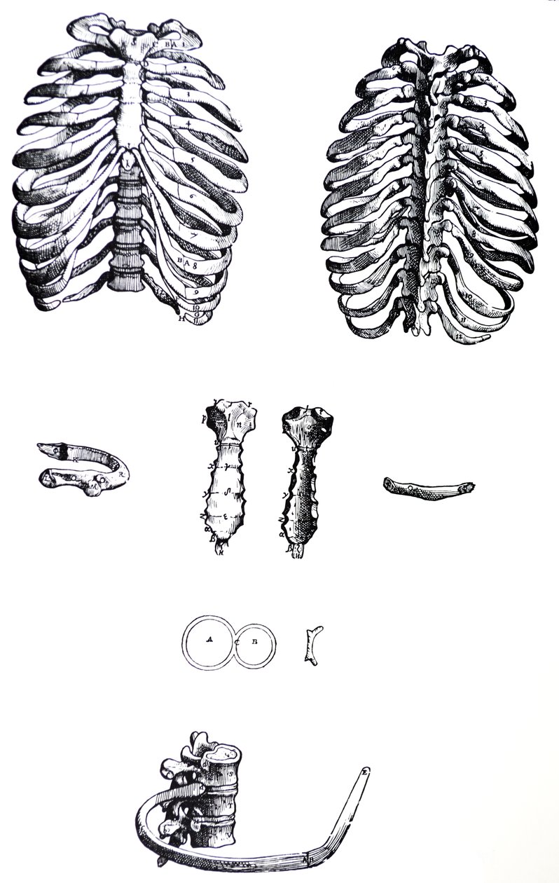 Platene fra den første boken til De Humani Corporis Fabrica av Andreas Vesalius