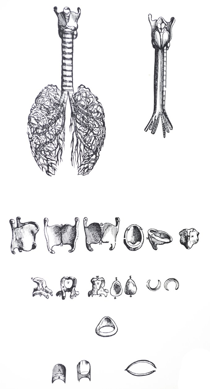 Platene fra den første boken til De Humani Corporis Fabrica av Andreas Vesalius
