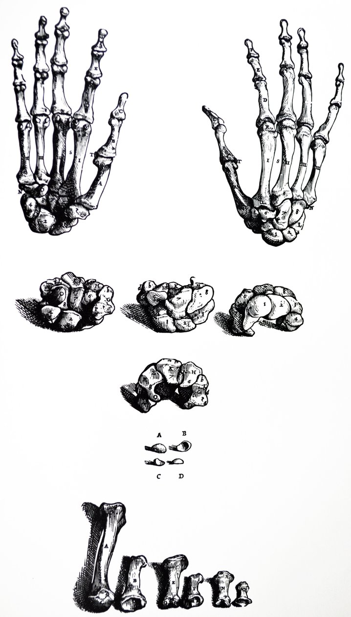 Platene fra den første boken til De Humani Corporis Fabrica av Andreas Vesalius
