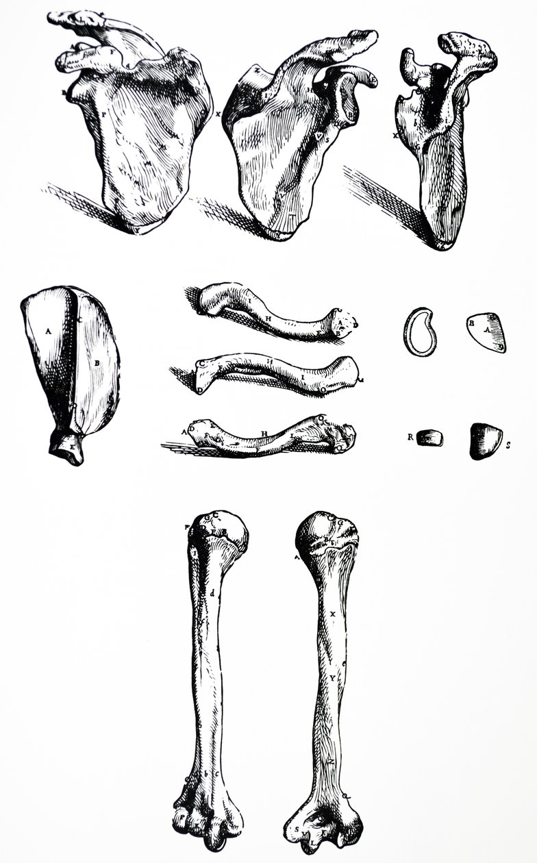 Platene fra den første boken til De Humani Corporis Fabrica av Andreas Vesalius