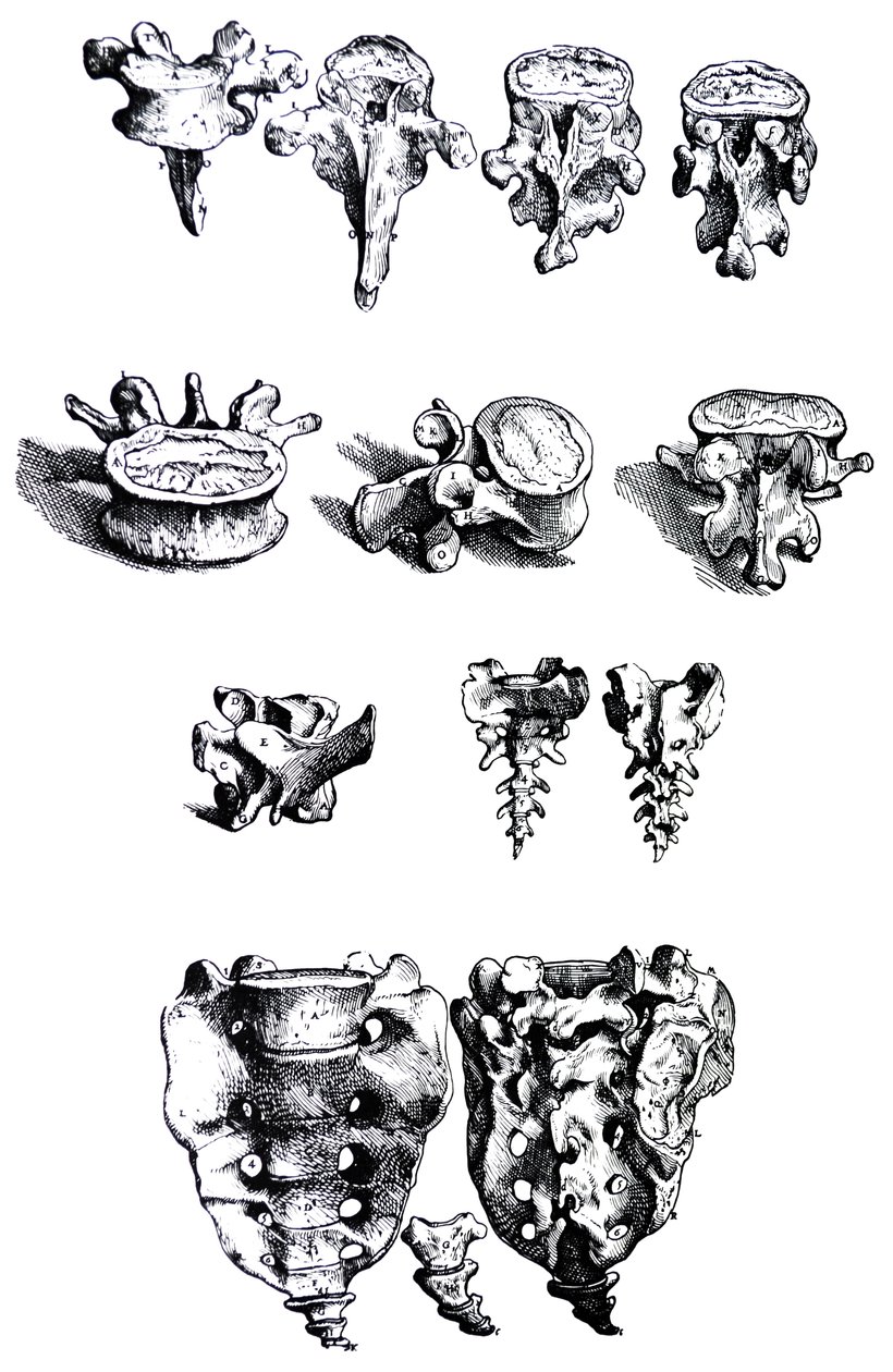 Platene fra den første boken til De Humani Corporis Fabrica av Andreas Vesalius
