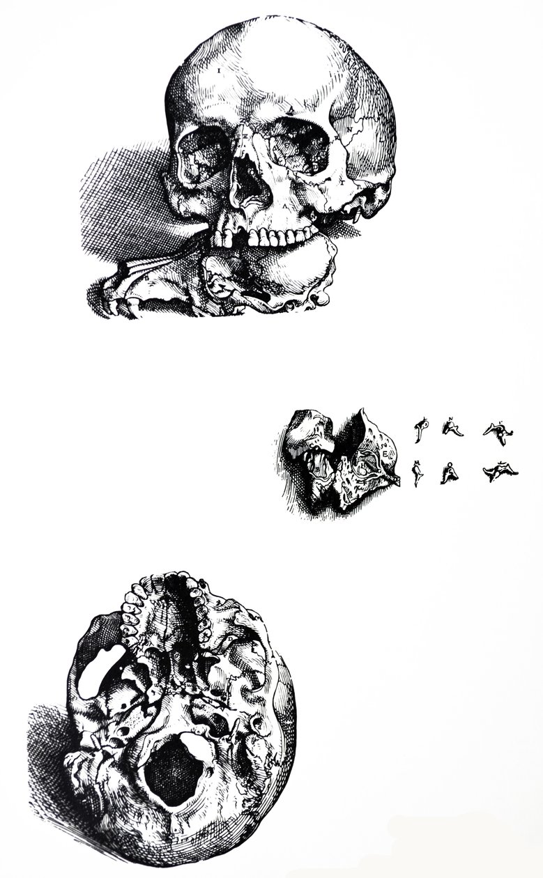 Platene fra den første boken til De Humani Corporis Fabrica av Andreas Vesalius