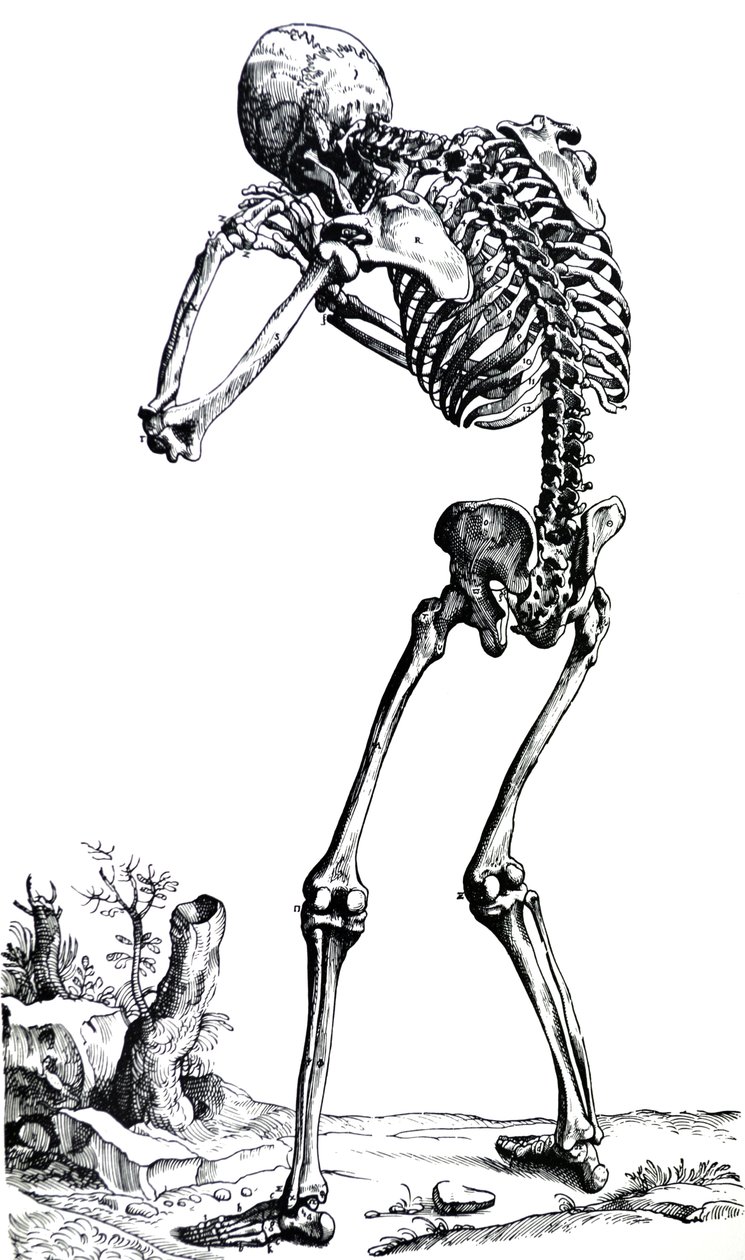 Platene fra den første boken til De Humani Corporis Fabrica av Andreas Vesalius