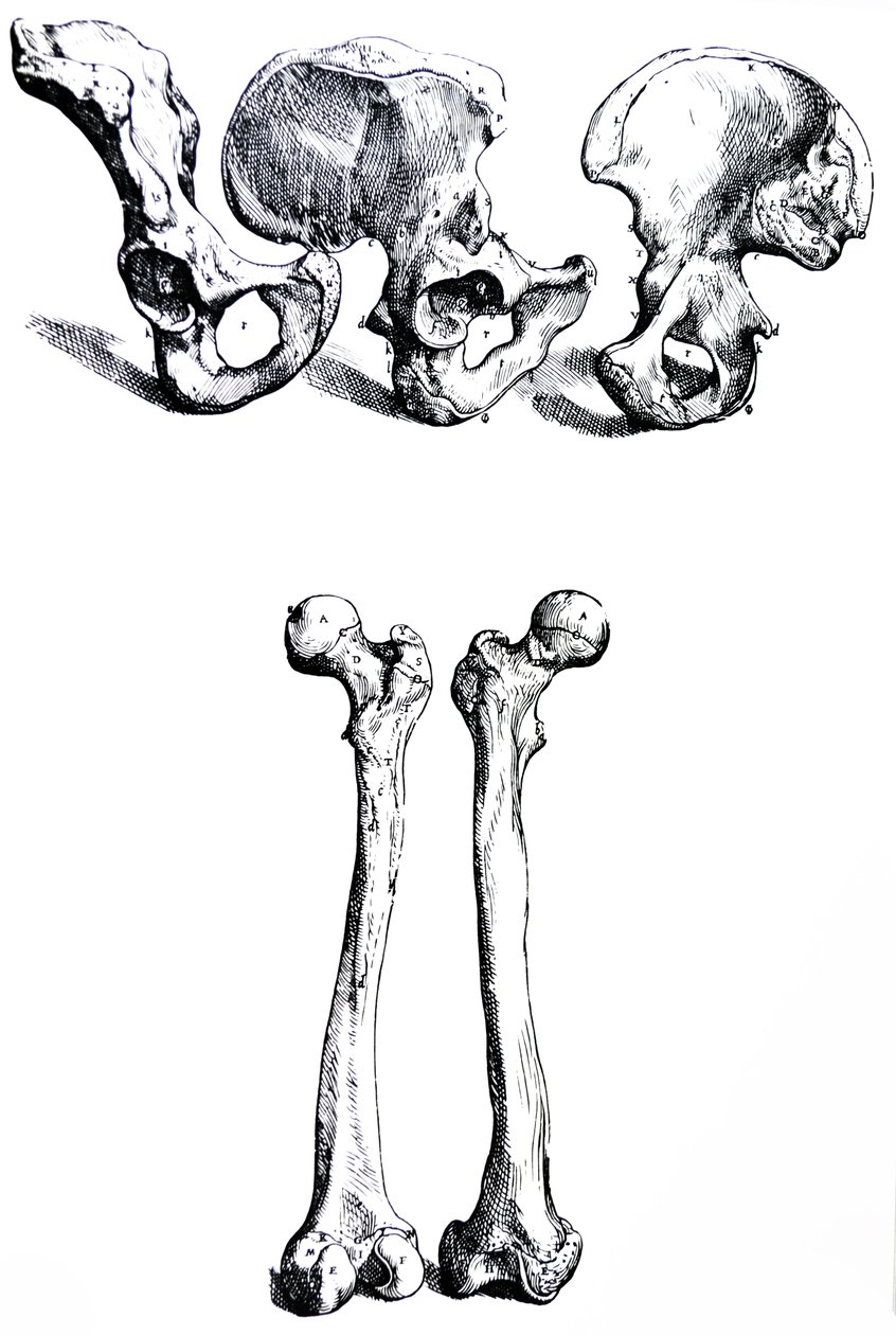 Platene fra den første boken til De Humani Corporis Fabrica av Andreas Vesalius