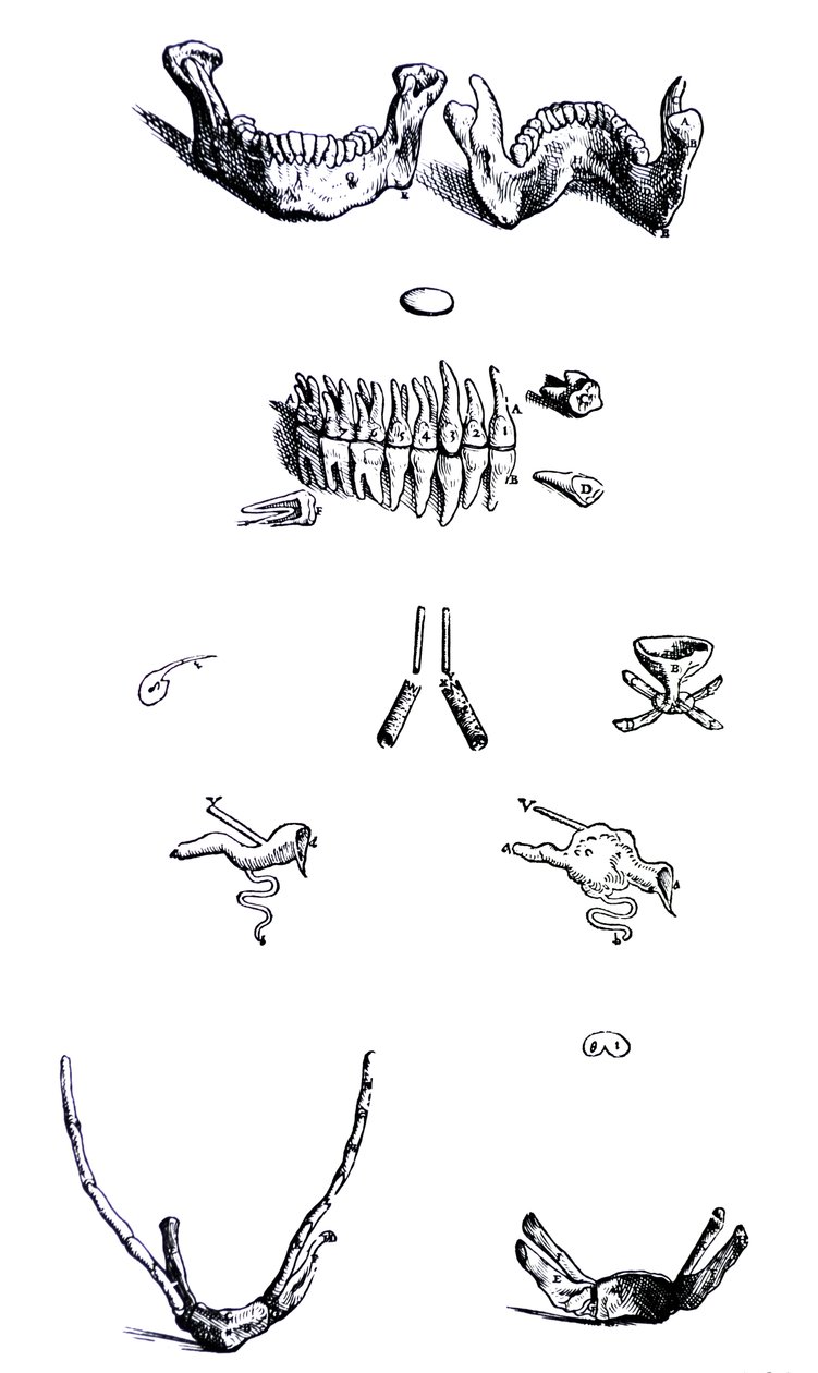Platene fra den første boken til De Humani Corporis Fabrica av Andreas Vesalius