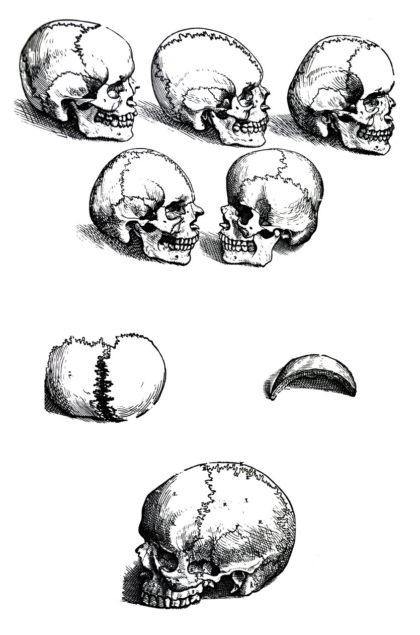 Platene fra den første boken til De Humani Corporis Fabrica av Andreas Vesalius, (1514-1564) av Andreas Vesalius