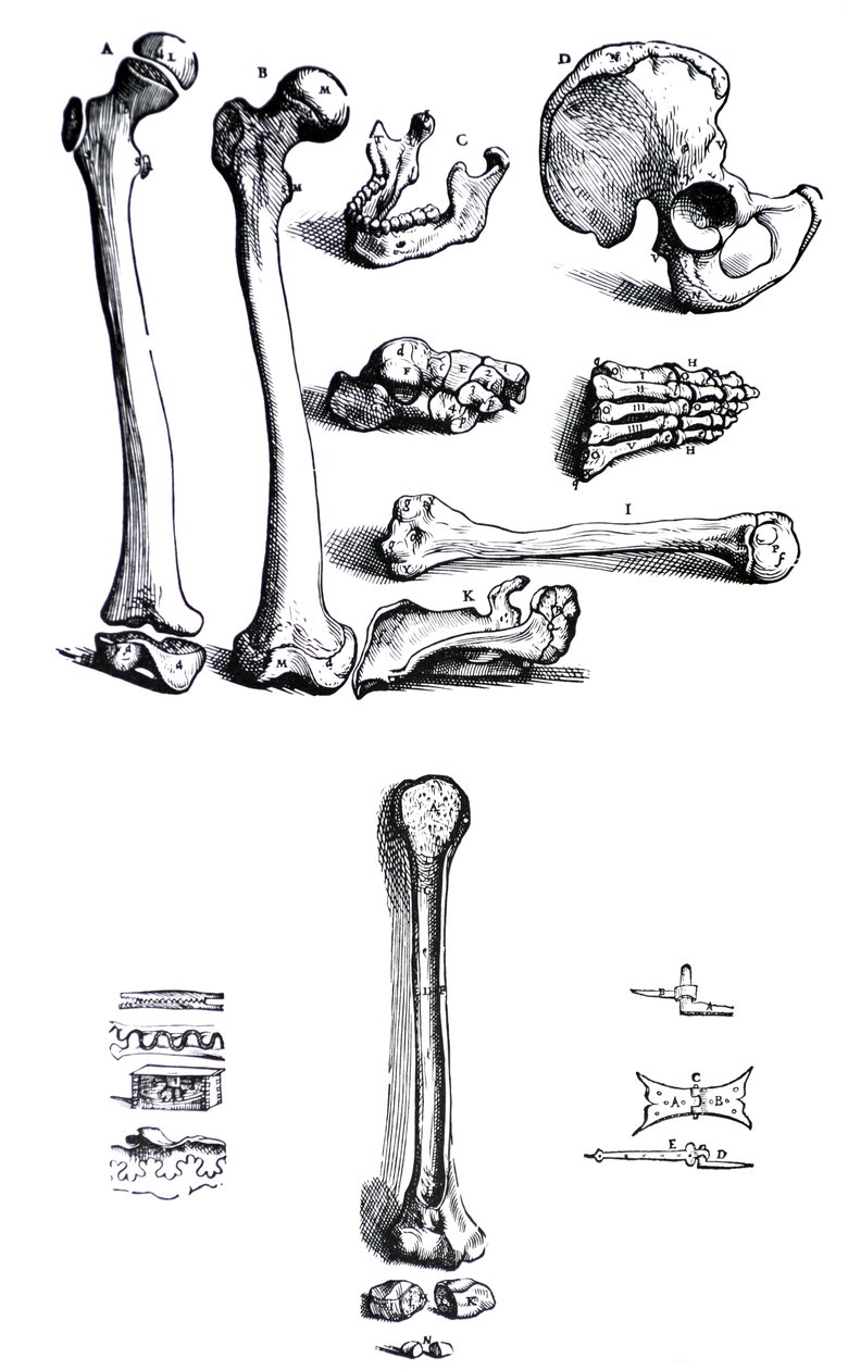 Platene fra den første boken til De Humani Corporis Fabrica av Andreas Vesalius, (1514-1564) av Andreas Vesalius