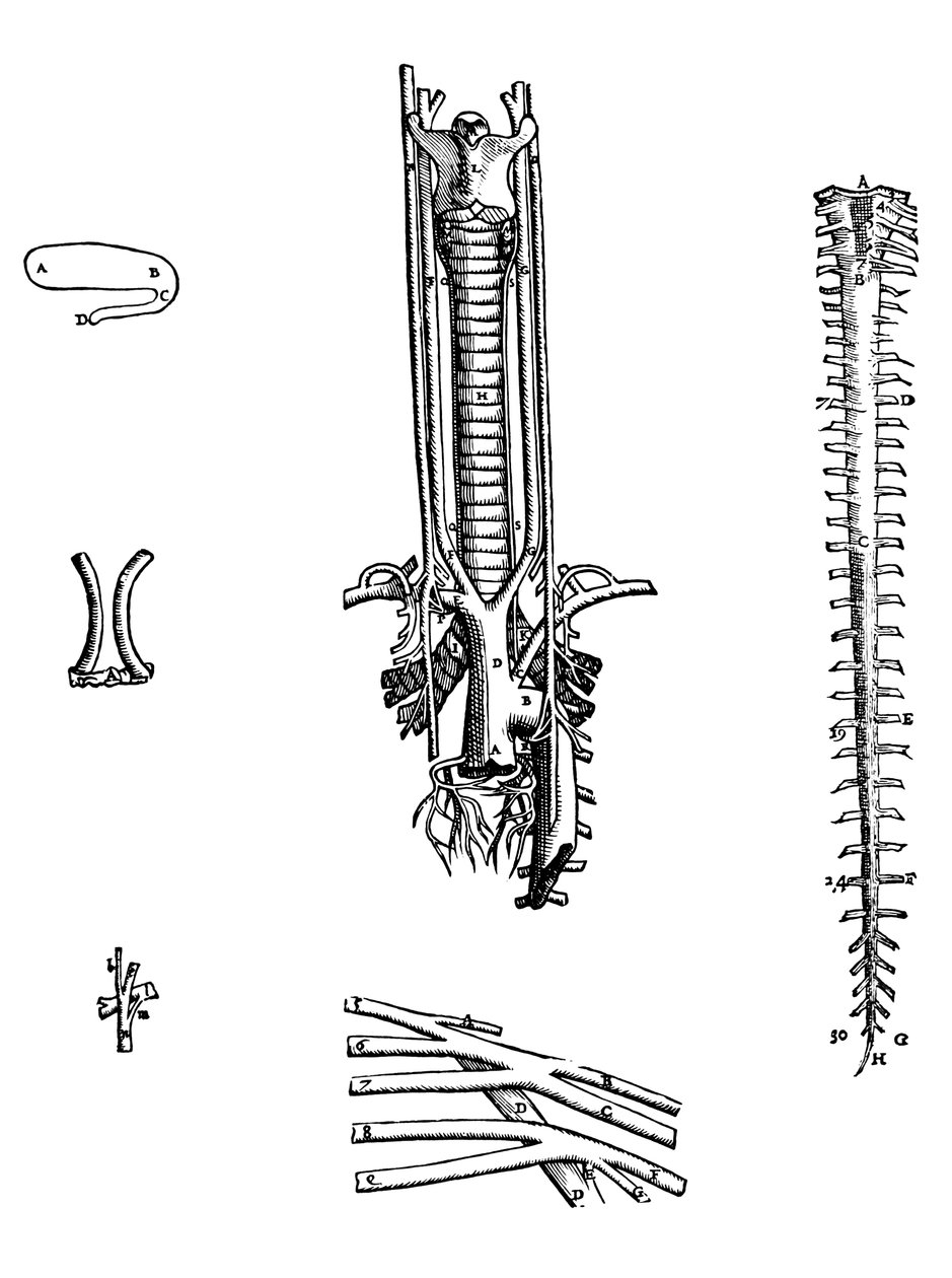 Platene fra den fjerde boken til De Humani Corporis Fabrica av Andreas Vesalius