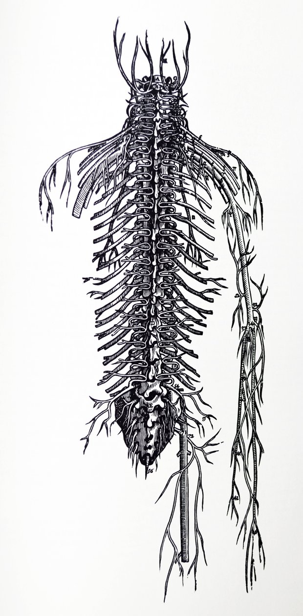 Platene fra den fjerde boken til De Humani Corporis Fabrica av Andreas Vesalius