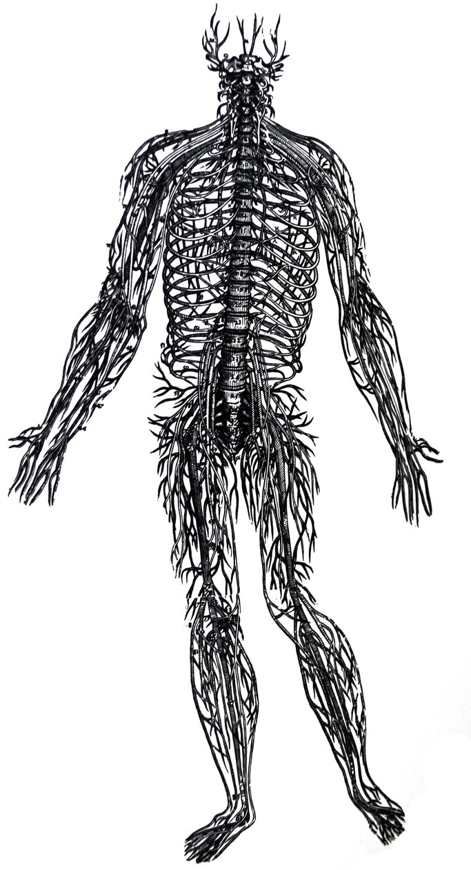 Platene fra den fjerde boken til De Humani Corporis Fabrica av Andreas Vesalius