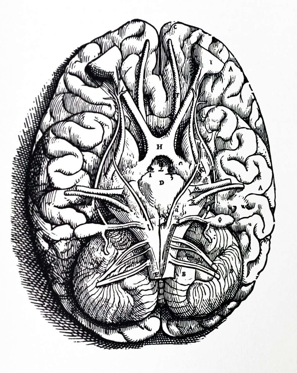 Platene fra den fjerde boken til De Humani Corporis Fabrica av Andreas Vesalius