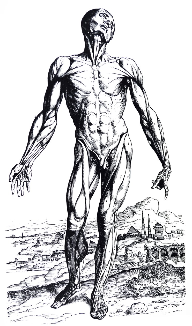 Platene fra den andre boken til De Humani Corporis Fabrica av Andreas Vesalius