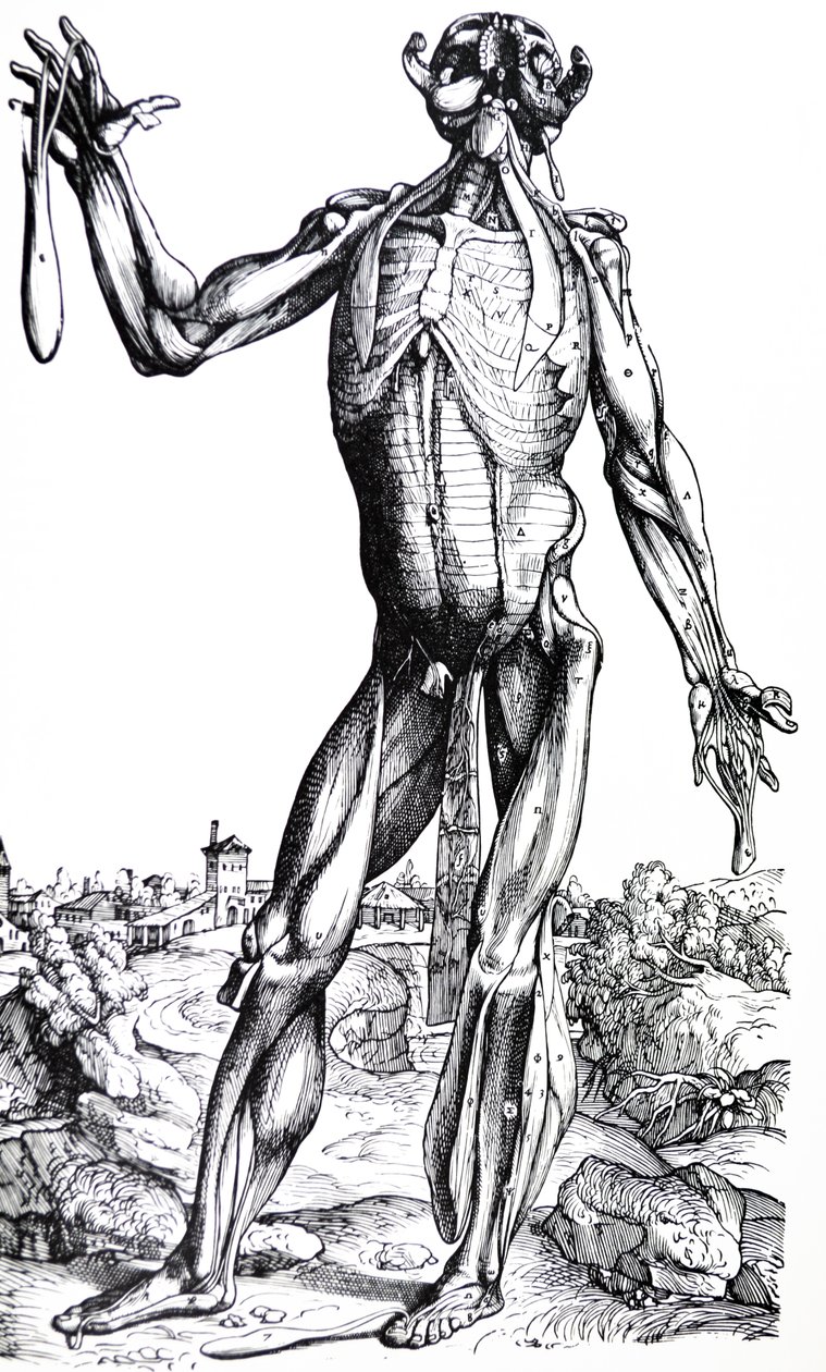 Platene fra den andre boken til De Humani Corporis Fabrica av Andreas Vesalius